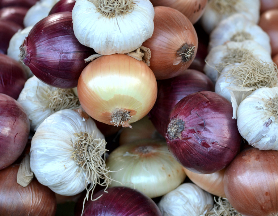A pile of white, yellow, and red onions freshly picked from the farm.