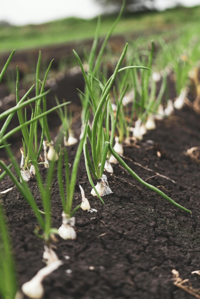 Rows of planted onions on a produce farm.