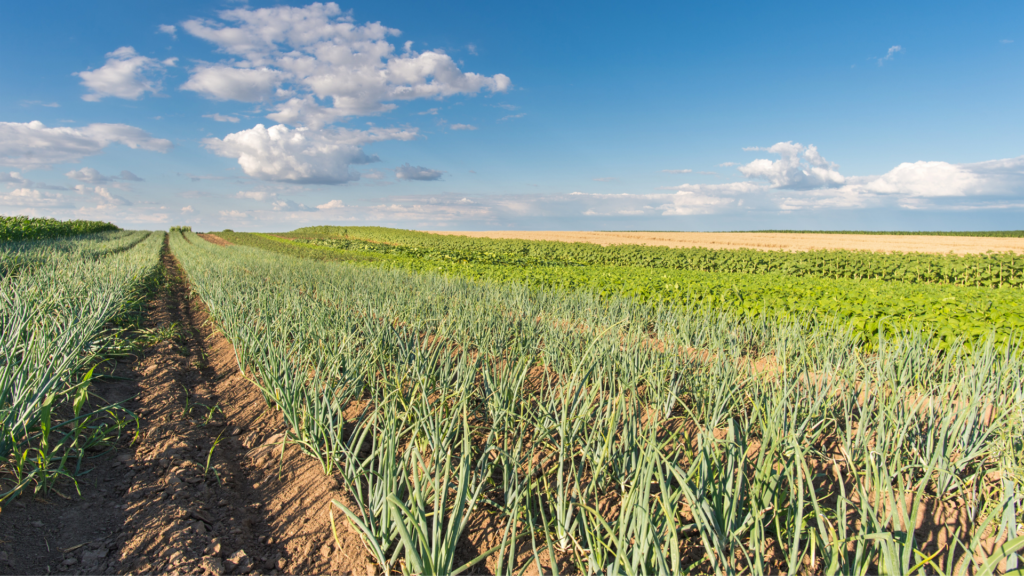 A wide shot of a sustainable produce farm on a sunny day.