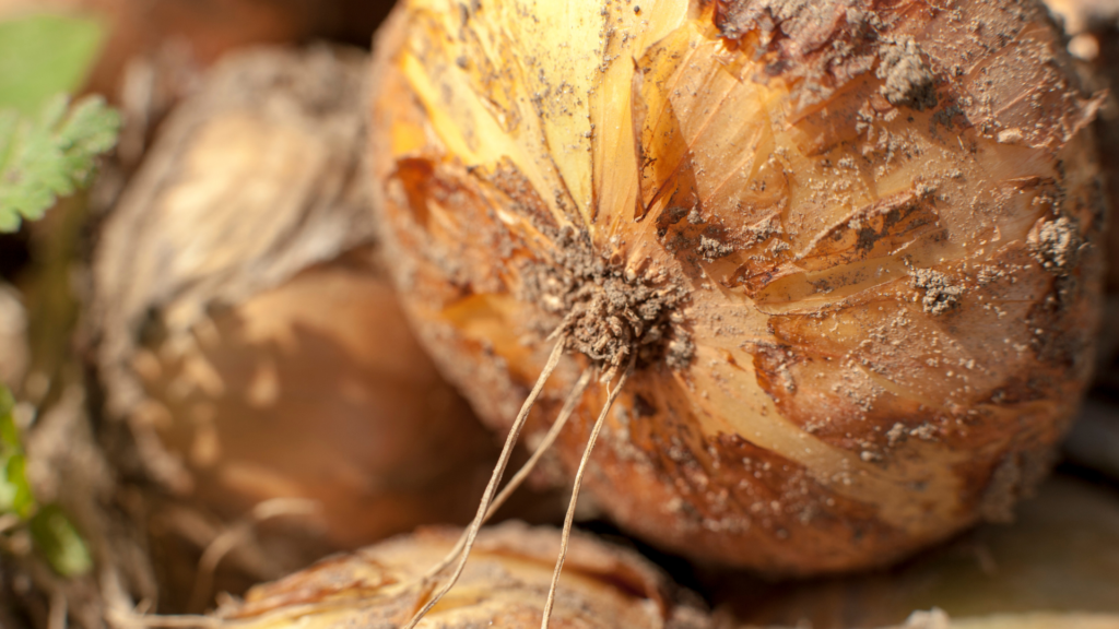 Close up of onions freshly picked with soil still on it showcasing the farm to table quality.