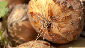 Close up of onions freshly picked with soil still on it showcasing the farm to table quality.