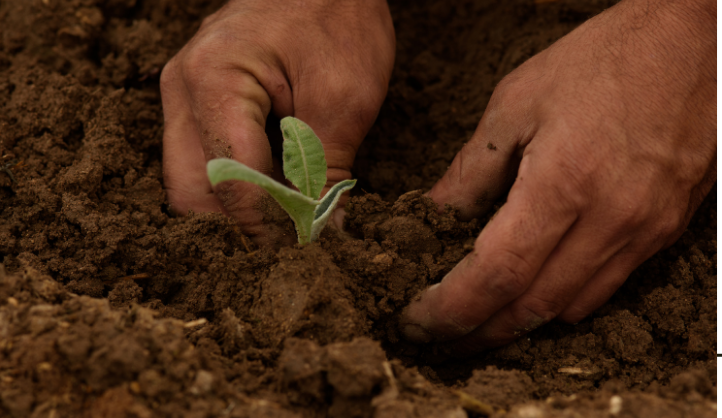 A close up of a farmer hand planting a seedling part of the beginning processes for produce farming.