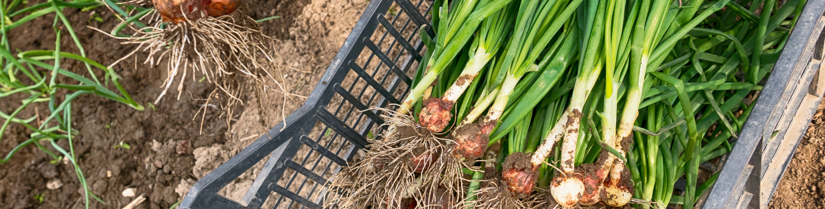 Newly harvested onions with soil still on them in a basket showing the farm fresh quality.